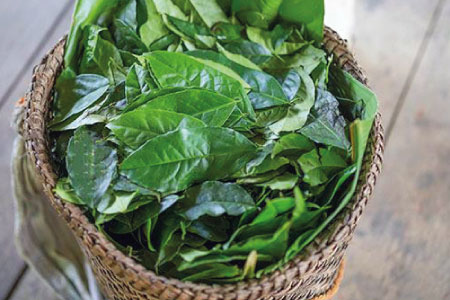 Ecuador Guayusakorb - Don Wayuso - POWER OF NATURE