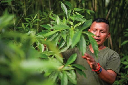 Ecuador Pflege - Don Wayuso - POWER OF NATURE