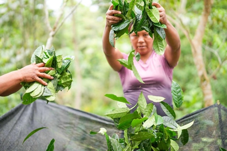 Guayusa Verarbeitung - Don Wayuso - POWER OF NATURE